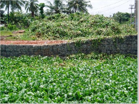 Jacinto de agua en un canal de Colombo