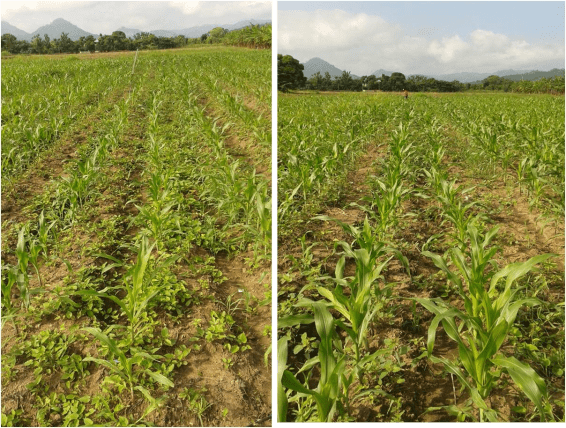 Maíz con labranza convencional (der.) y con cero labranza (izq.) en Ecuador. Foto del autor