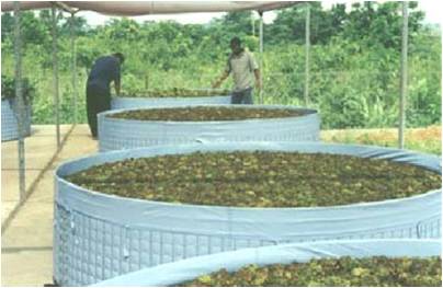 Tanquetas para la reproducción de insectos