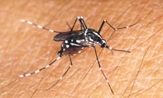 Mosquito tigre (Aedes albopictus)