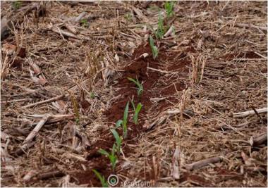 agricultura conservacionista