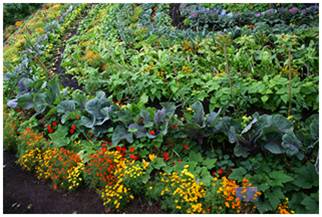 agricultura orgánica