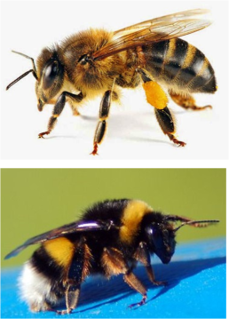 Abeja doméstica y el Abejorro
