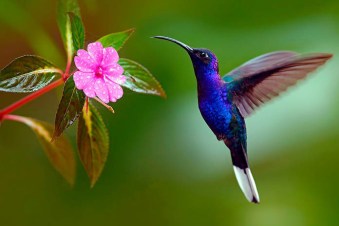 El colibrí en acción