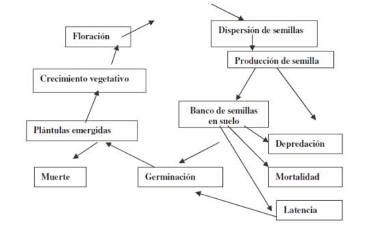 ciclo-de-vida-de-una-maleza-anual