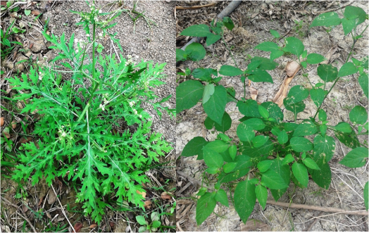 parthenium-hysterophorus-y-solanum-nigrum-dos-desconocidas-en-campos-previamente-cultivados-con-arroz