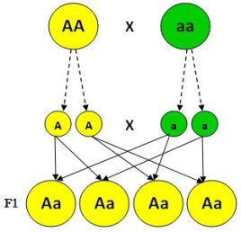 leyes-de-mendel-primera-ley