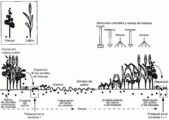 Ciclo de vida de una maleza