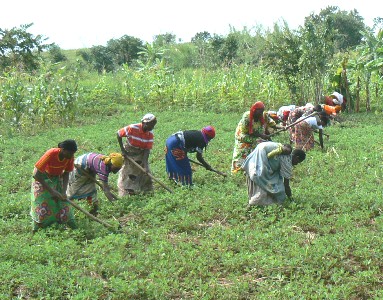 Weeding in peanuts