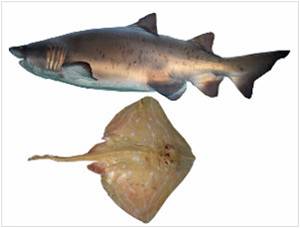 Ejemplos de peces cartilaginosos