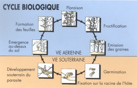 Ciclo biológico de plantas parásitas radicales