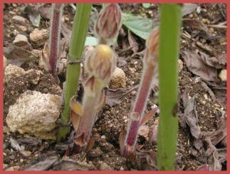 Momento ideal para el control químico de Orobanche crenata