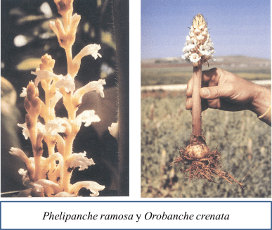 Orobanche species.png