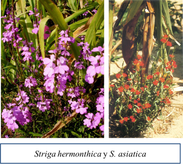 Striga species.png