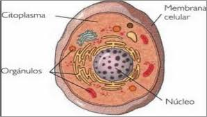 Estructura de la célula