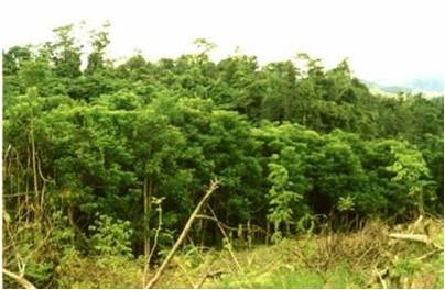 Área densamente poblada de S. campanulata en Fiji