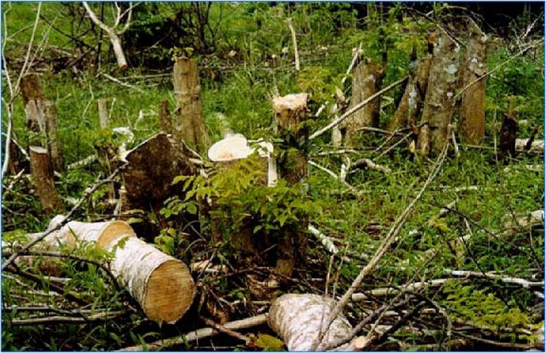 Los tocones deben ser tratados para evitar el rebrote de S. campanulata