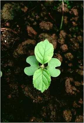 Plántula de S. campanulata