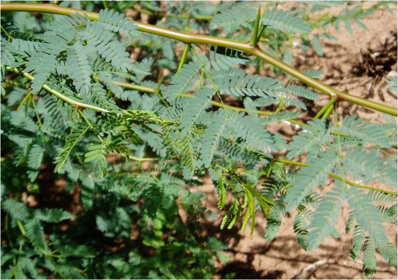 Prosopis juliflora