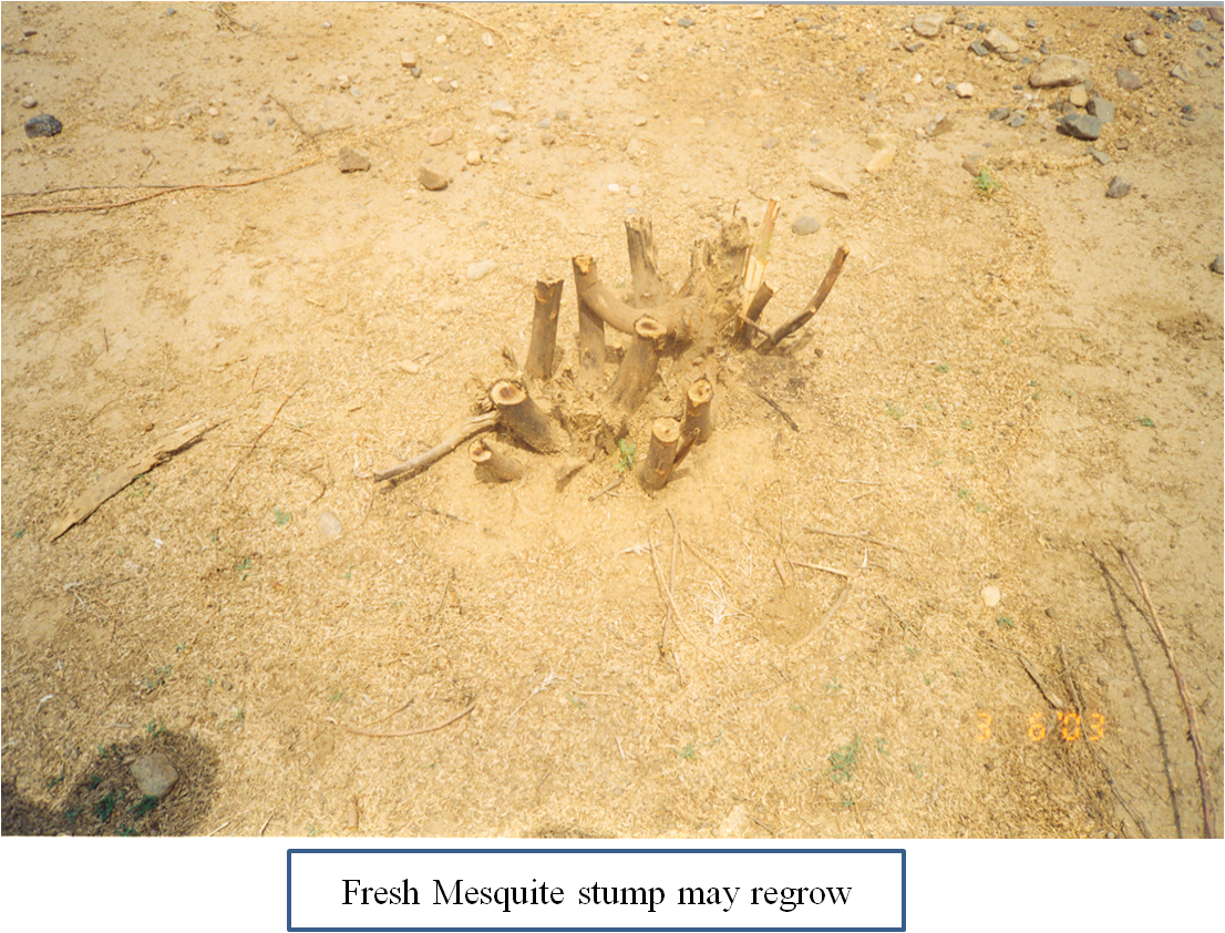 Prosopis stump