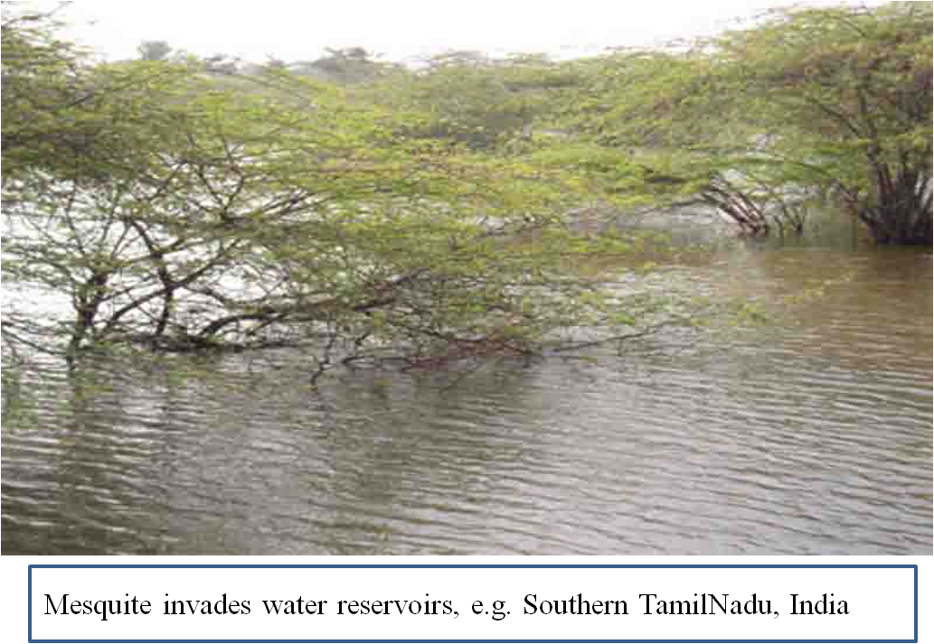 Prosopis Tamilnadu