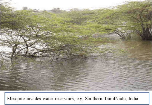 Prosopis Tamilnadu