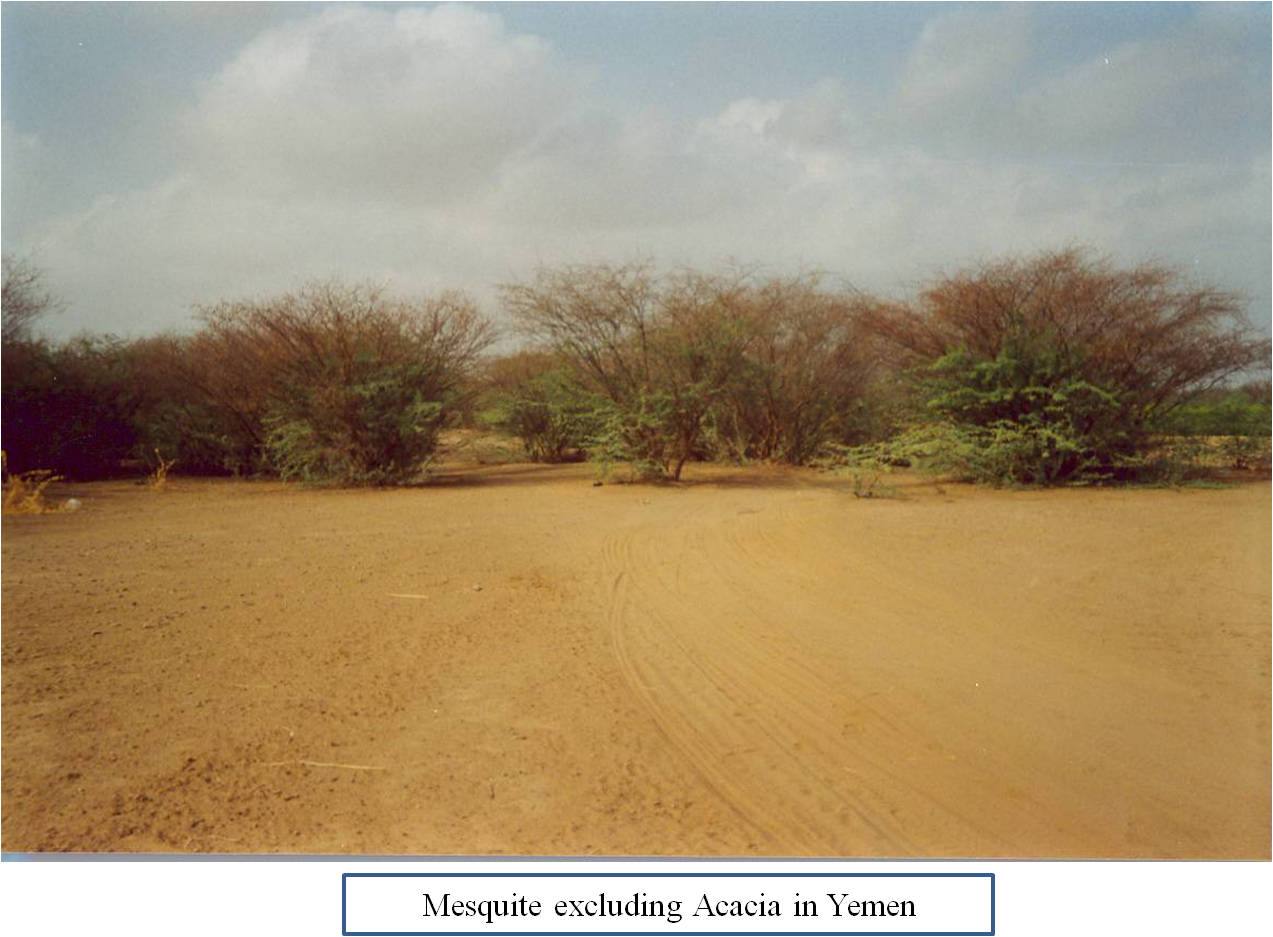 Prosopis Yemen
