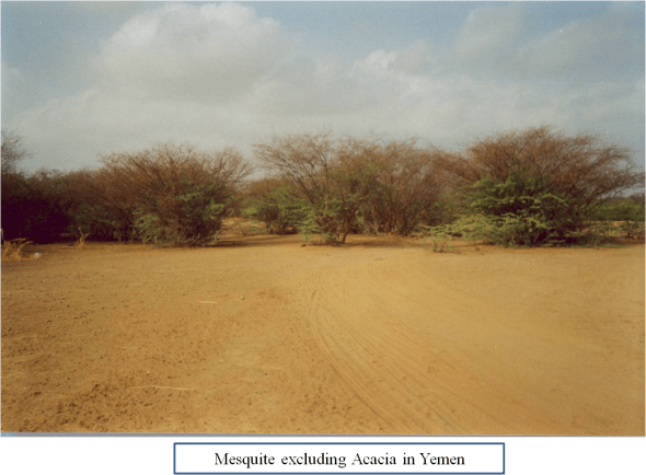 Prosopis Yemen