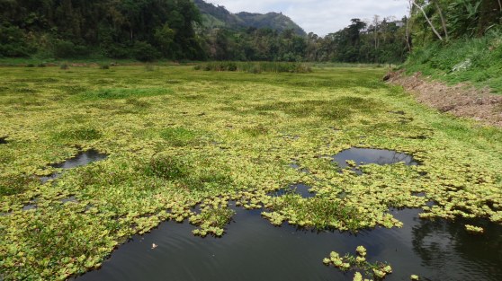 infestación pistia en ecuador
