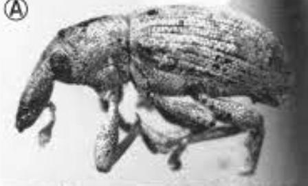 neohydronomus pulchellus