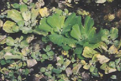 Pistia stratiotes