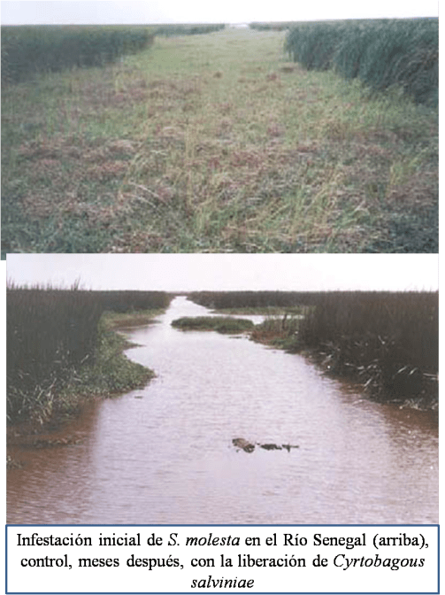 salvinia control en río senegal