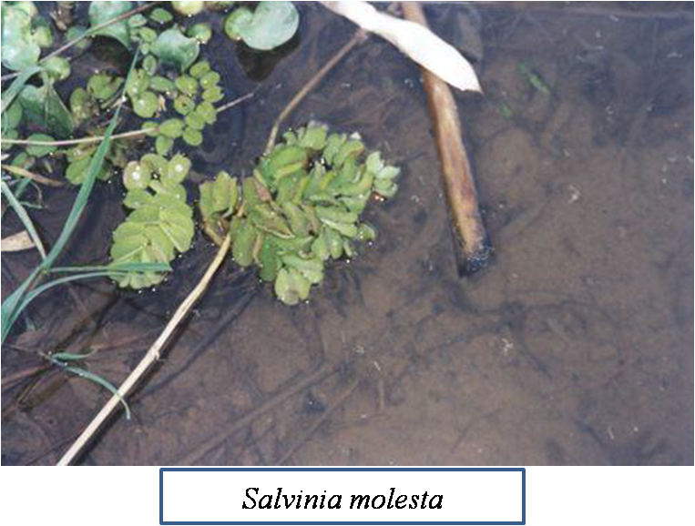 salvinia foto