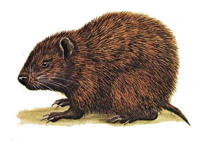 Jutía conga, especie en extinción