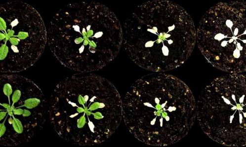 Plantas impermeabilizadas.jpg