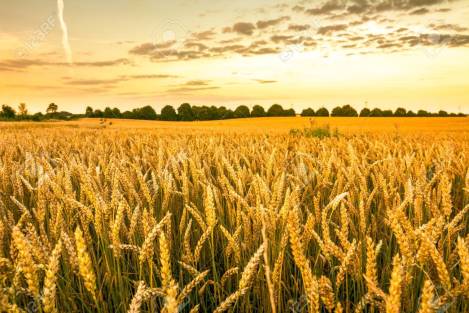 Golden wheat field, landscape of agricultural grain crops and sunset sky, panoramic vista
