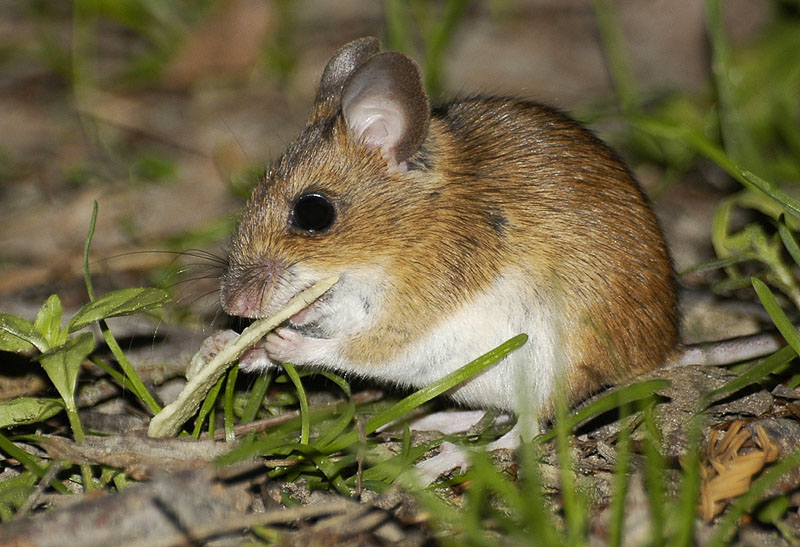 Meriones unguiculatus