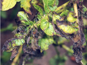 Papa afectada por tizón tardío